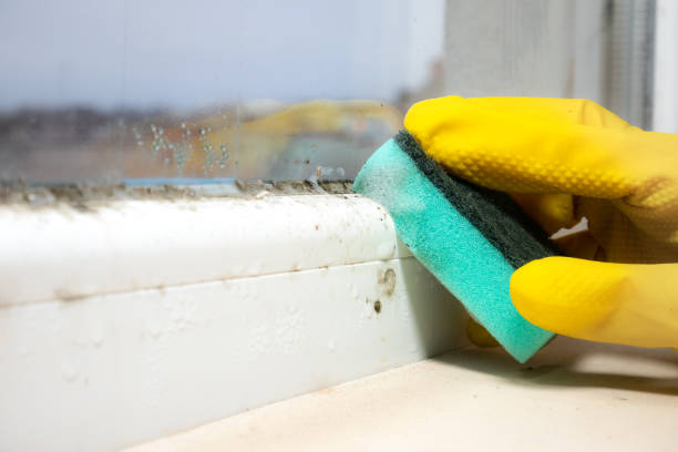Best Commercial Mold Remediation in Beecher, MI