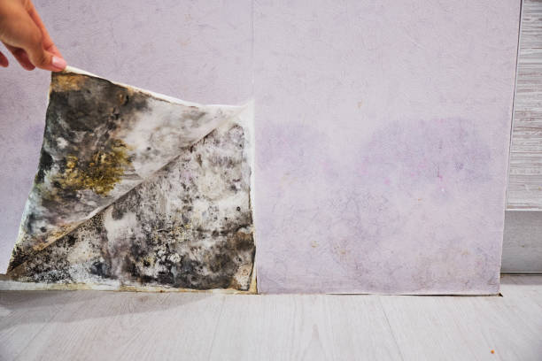Best Residential Mold Remediation in Beecher, MI